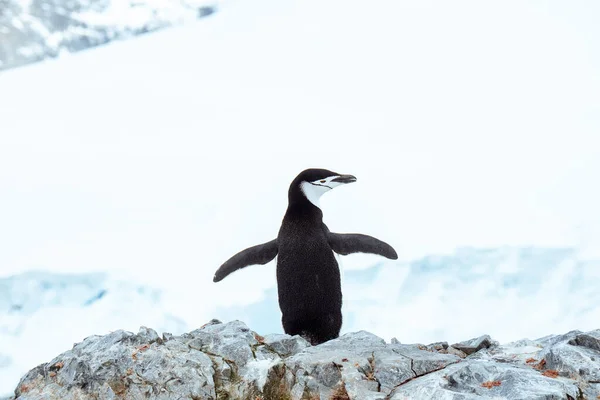 Chinstrap Tučňák Ledě Denního Světla Antarktidě Rozmazaným Pozadím — Stock fotografie
