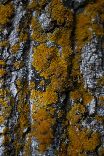 Vertikal Bild Mossbelagd Trädstam Skog — Stockfoto