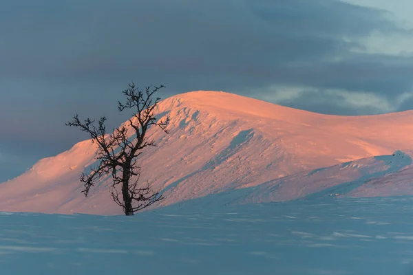 Árbol Sobre Fondo Colina Nevada Países Bajos — Foto de Stock