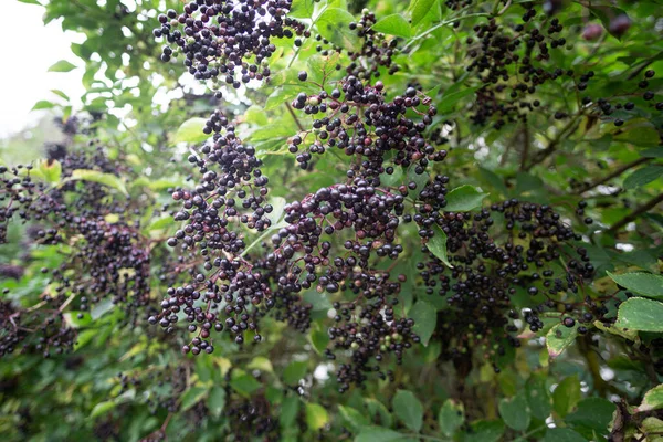 Gros Plan Sureau Noir Arbuste Avec Des Fruits Dans Jardin — Photo