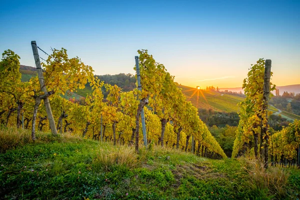 Beautiful Sunrise Scenery German Vineyard Autumn — Φωτογραφία Αρχείου