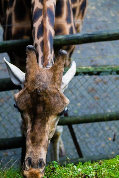 Retrato Vertical Uma Girafa Adorável Pastando Com Pequenos Chifres Zoológico — Fotografia de Stock