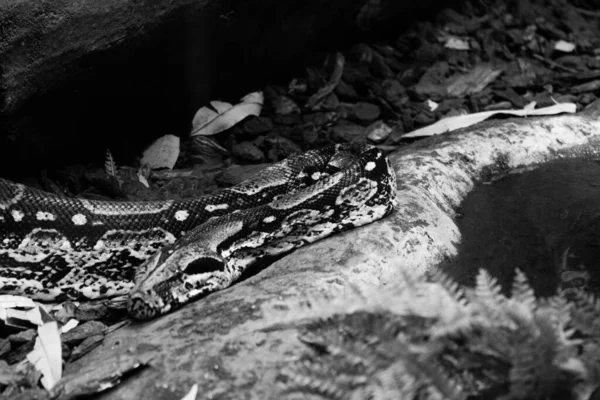 动物园池塘边放着一只蟒蛇的灰白色照片 野生动物 — 图库照片