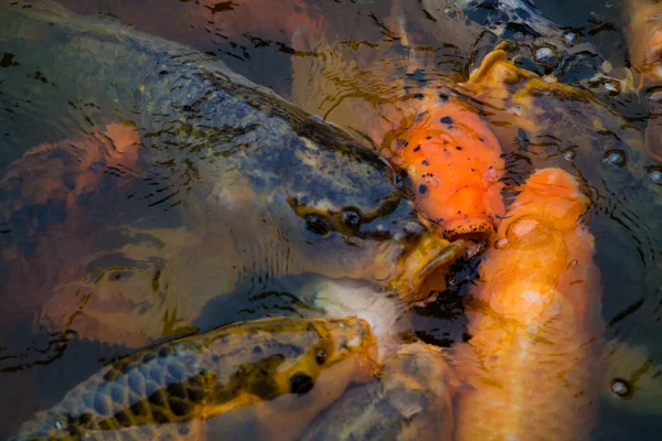 Closeup Shoal Colorful Fish Gathered Together Dark Water — Foto Stock