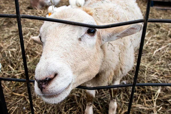 Zbliżenie Owcy Wewnątrz Zagrody — Zdjęcie stockowe
