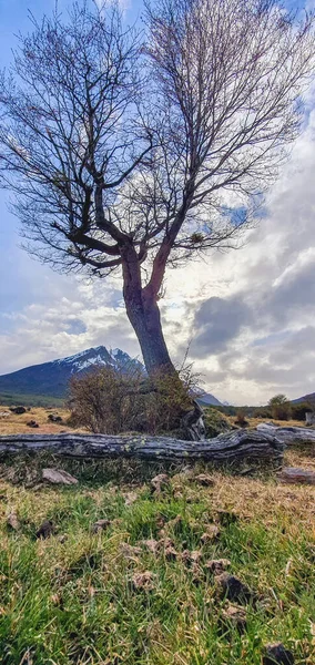 Árbol Desnudo Crecido Campo Las Montañas Contra Cielo Azul Nublado — Foto de Stock