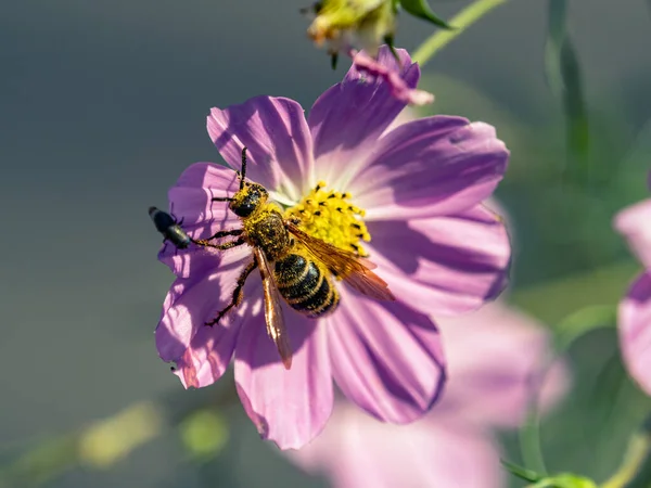 野生の紫色の花から花粉を集める蜂のクローズアップ — ストック写真