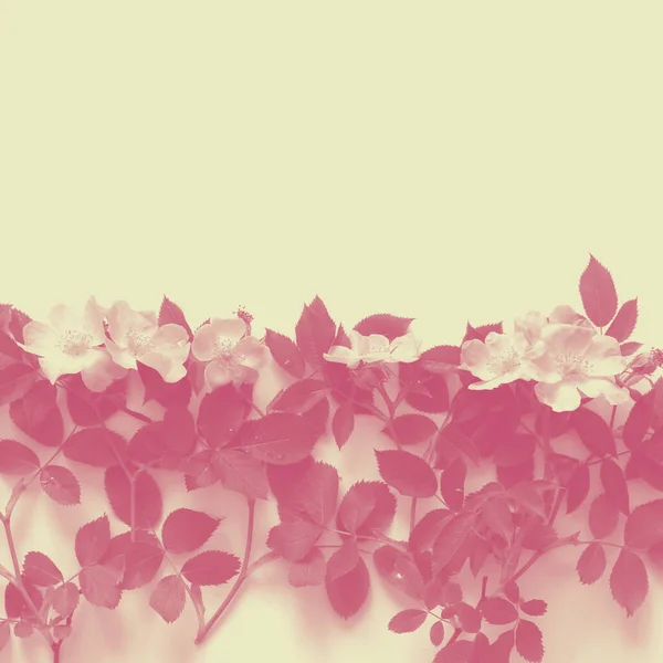 Creamy Copyspace Background Red Floral Texture — Fotografia de Stock