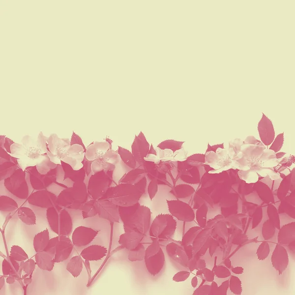 Fundo Copyspace Cremoso Com Textura Floral Vermelha — Fotografia de Stock