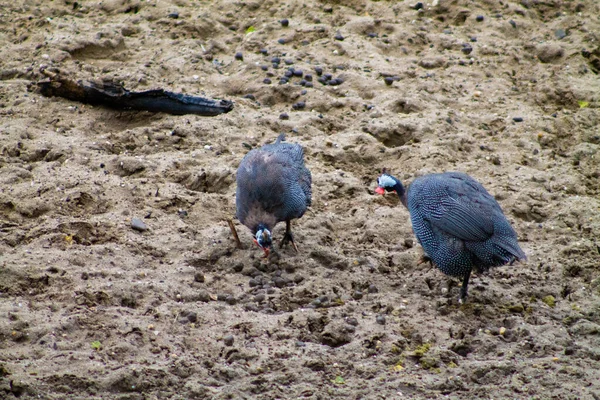 Two Gray Guinea Fowls Standing Wet Muddy Ground — Stockfoto