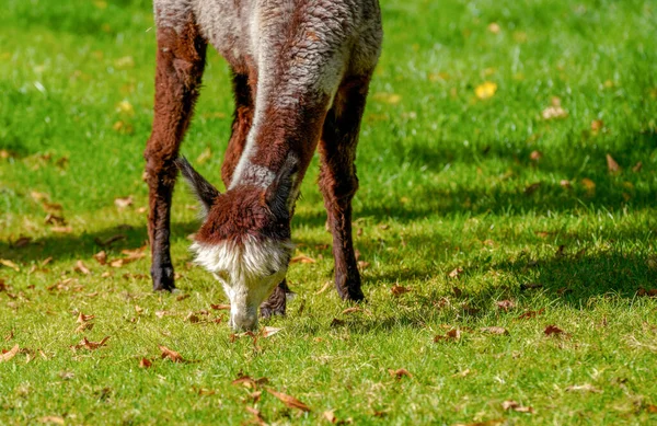 Yeşil Bir Çayırda Otlayan Bir Alpaka — Stok fotoğraf