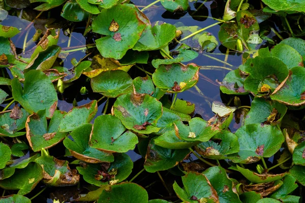 Detailní Záběr Zelené Mokré Rostliny Rostoucí Vodě Pro Zázemí — Stock fotografie