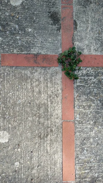 Abstract Shot Green Microplant Cocnrete Floor Creating Wrapped Gift Pattern — стоковое фото