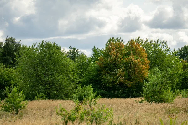 Piękne Ujęcie Krajobrazu Suchą Trawą Zielonymi Drzewami Słoneczny Dzień — Zdjęcie stockowe