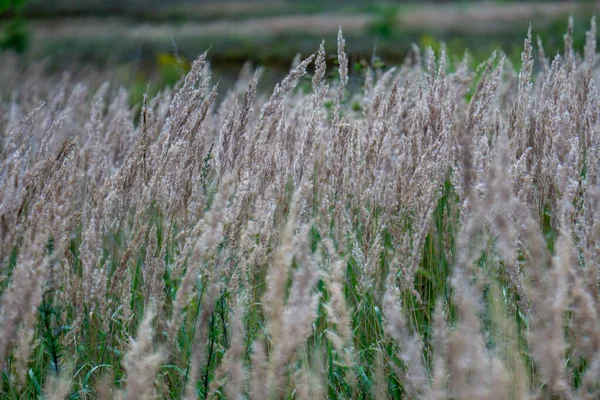 Closeup Shallow Focus Field Green Wheat — стоковое фото