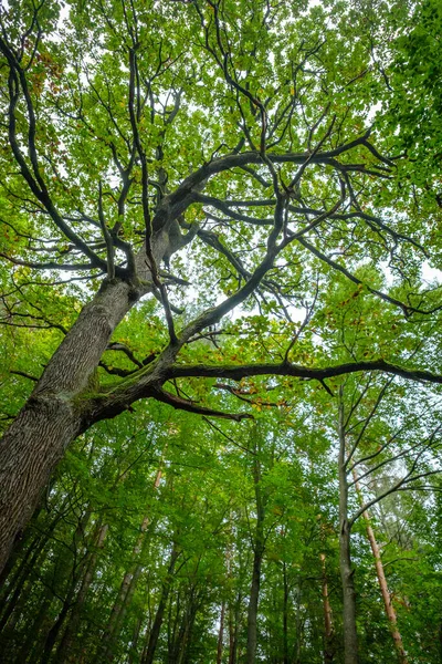 Low Angle Shot Old Oak Tree Trunk Branches Forest — Fotografia de Stock