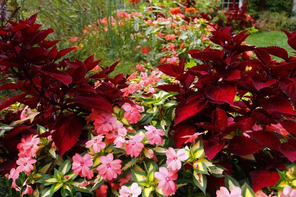 Brillante Día Verano Aire Libre Con Coloridas Flores Que Crecen — Foto de Stock