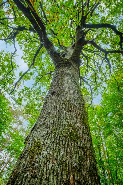 Low Angle Shot Old Oak Tree Moss Forest — Zdjęcie stockowe