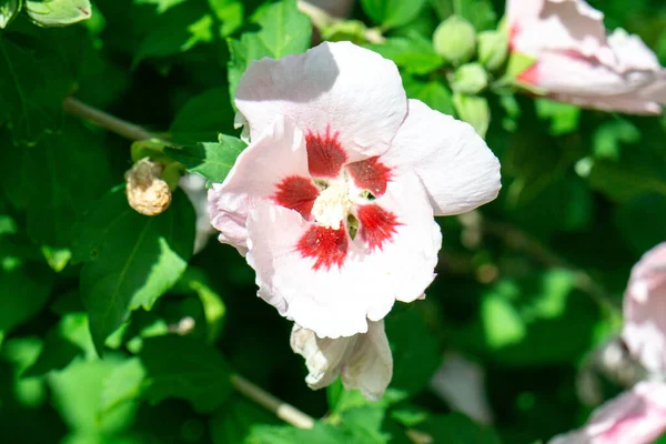 日当たりの良い庭で美しいピンクのハイビスカスの花のクローズアップ選択的フォーカスショット — ストック写真