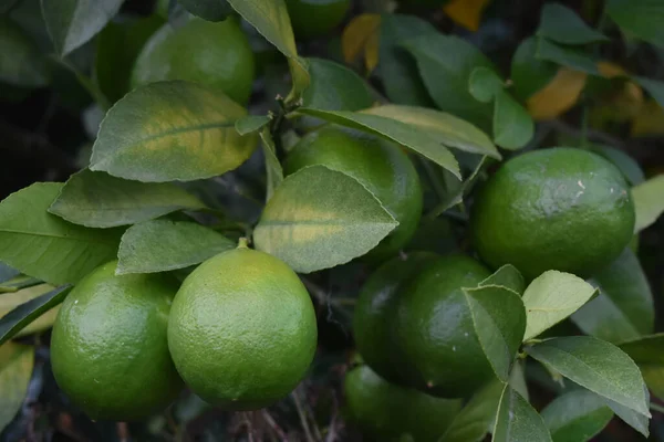 Closeup Shot Fresh Green Limes Tree — 图库照片