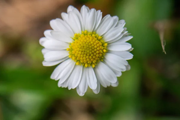 Shallow Focus Eye Daisy Flower Blurred Green Background — Stockfoto