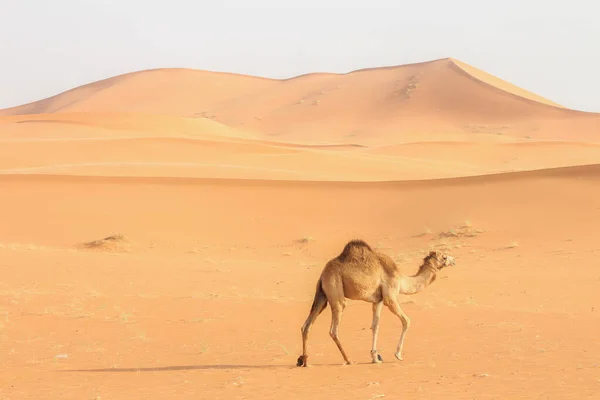 Wielbłąd Spacerujący Samotnie Pustyni Słoneczny Dzień — Zdjęcie stockowe