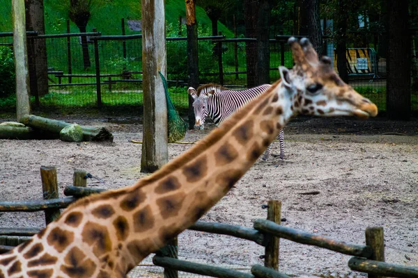 Чарівний Жираф Зебра Стоїть Піску Зоопарку — стокове фото