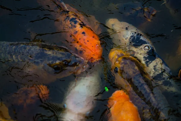 Sebuah Closeup Dari Kawanan Ikan Berwarna Warni Berkumpul Bersama Dalam — Stok Foto