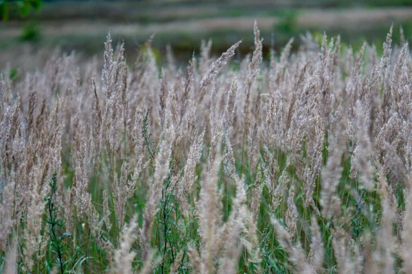 Selective Focus Shot Tall Wild Grasses Meadow — стоковое фото