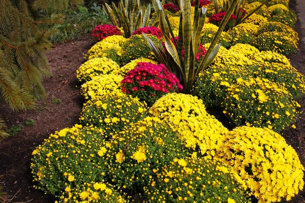 Primer Plano Arbustos Colores Que Crecen Jardín Rodeado Exuberante Vegetación — Foto de Stock