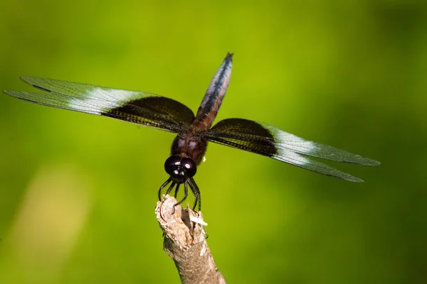 Une Libellule Perchée Sur Bâton Sur Fond Vert — Photo