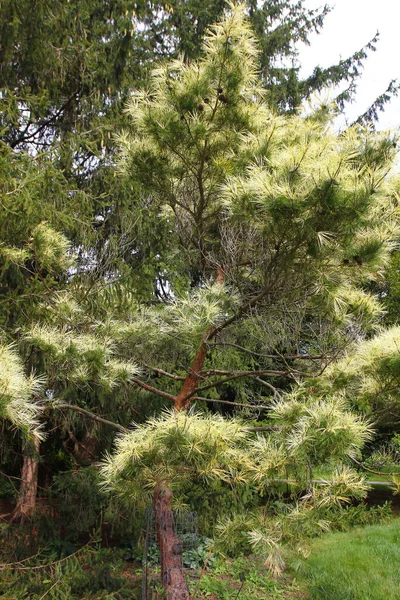 Вертикальний Знімок Пишного Зеленого Дерева Росте Парку Яскравий Літній День — стокове фото