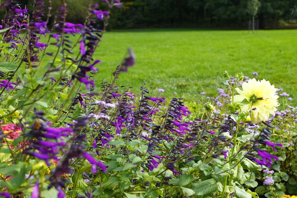 Zbliżenie Wibrujących Purpurowych Kwiatów Lawendy Rosnących Bujnym Zielonym Ogrodzie — Zdjęcie stockowe
