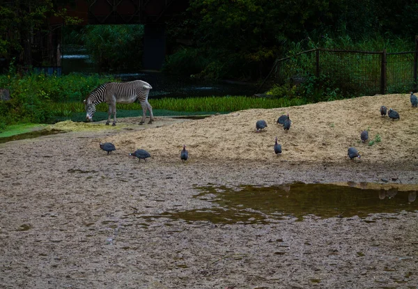 Zebra Birds Standing Sandy Muddy Ground Zoo — 图库照片