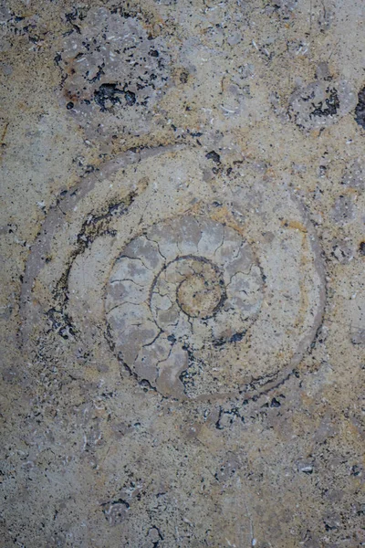 Ένα Κοντινό Πλάνο Απολιθώματος Σαλιγκαριού Ενσωματωμένο Πέτρινο Τοίχο — Φωτογραφία Αρχείου