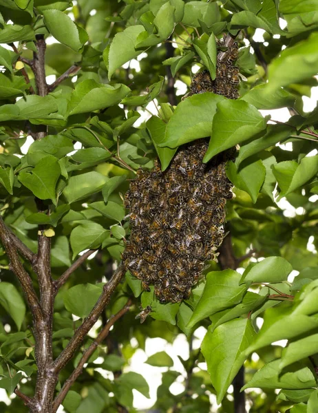 Επιλεκτική Εστίαση Κοντινό Πλάνο Των Μελισσών Σμήνη Μελισσών Χιλιάδες Τους — Φωτογραφία Αρχείου