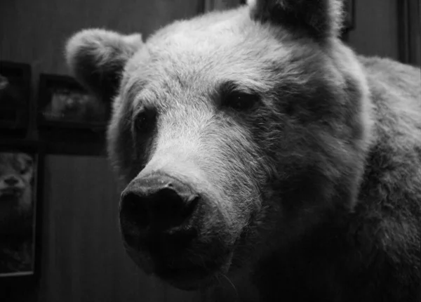 Grayscale Portrait Adorable Bear Zoo Wildlife — Fotografia de Stock