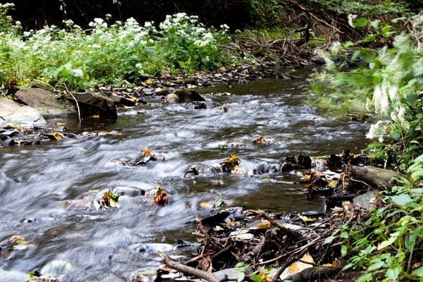 Kır Çiçeklerinin Arasındaki Sığ Nehir — Stok fotoğraf