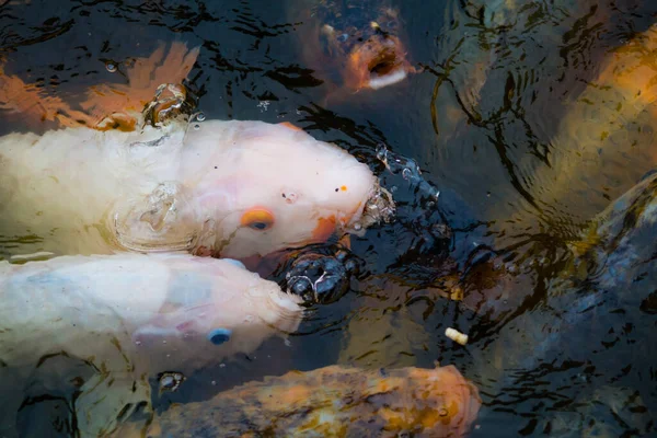 Closeup Shoal Colorful Fish Gathered Together Dark Water — Stockfoto