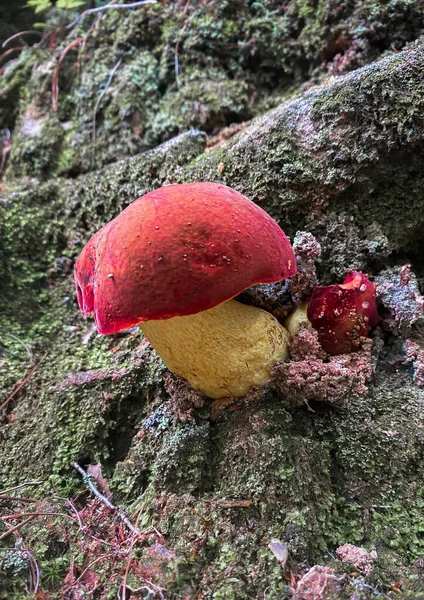 Nahaufnahme Eines Pilzes Mit Roter Kappe — Stockfoto