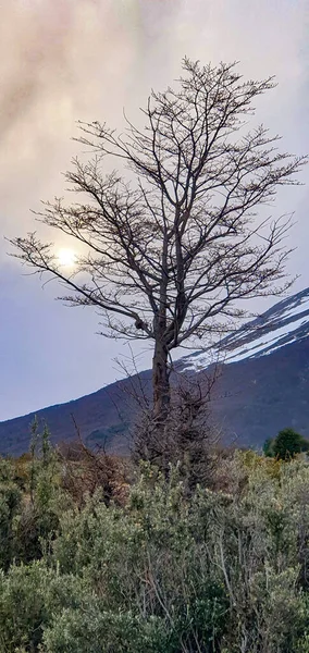 Disparo Vertical Árbol Desnudo Crecido Campo Las Montañas Contra Cielo —  Fotos de Stock