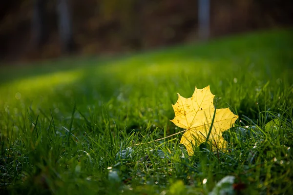 Sebuah Daun Maple Kuning Tunggal Padang Rumput Hijau — Stok Foto