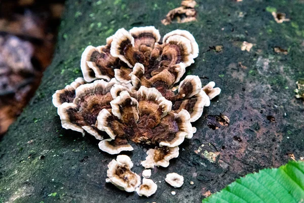 Selective Focus Shot Fungi Growing Tree Trunk — Stockfoto