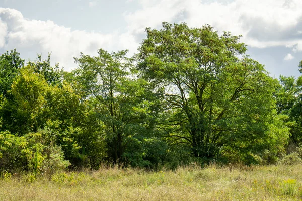 Krásný Záběr Krajinu Suchou Trávou Zelenými Stromy Slunečného Dne — Stock fotografie