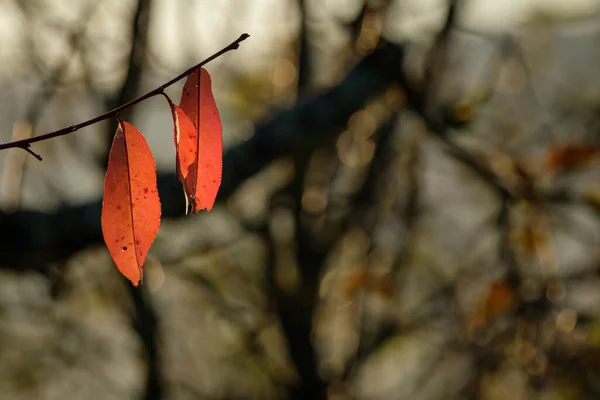 Närbild Röda Blad Ett Körsbärsträd Hösten — Stockfoto