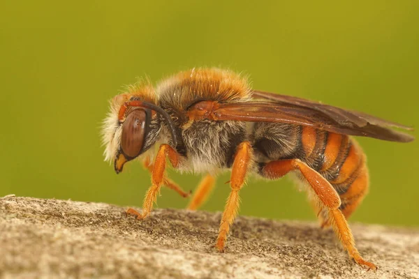 Gros Plan Sur Une Abeille Colorée Résine Rouge Tachetée Rhodanthidium — Photo