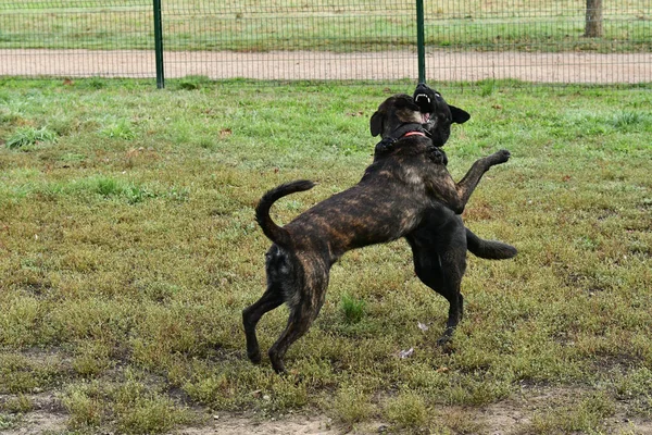 Two Dogs Fighting One Another Park — Foto Stock