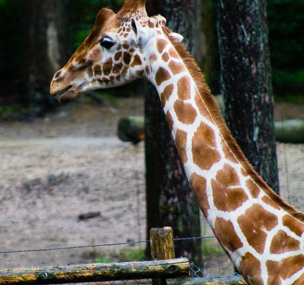 Portrait Adorable Giraffe Standing Fence Zoo — стоковое фото