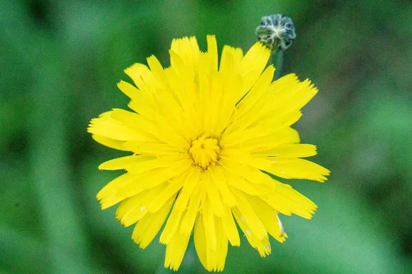 Foco Raso Hawkbit Áspero Fundo Desfocado Verde — Fotografia de Stock