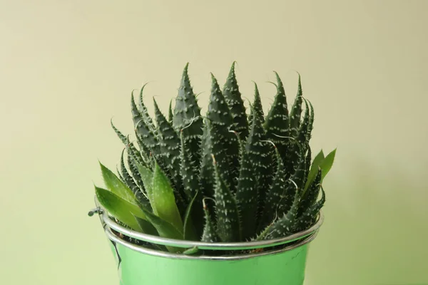 Closeup Shot Plant Pot Light Green Background — Stok Foto